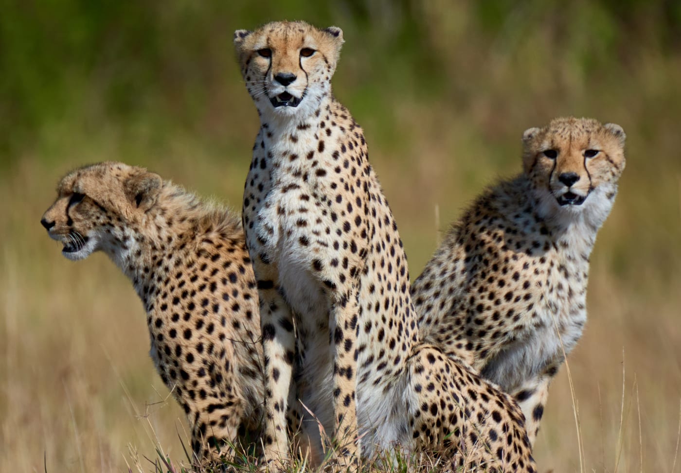 Three cheetahs sitting on a mound in a grassy field, with two looking forward and one looking off to the side, captured in a natural wildlife setting.
