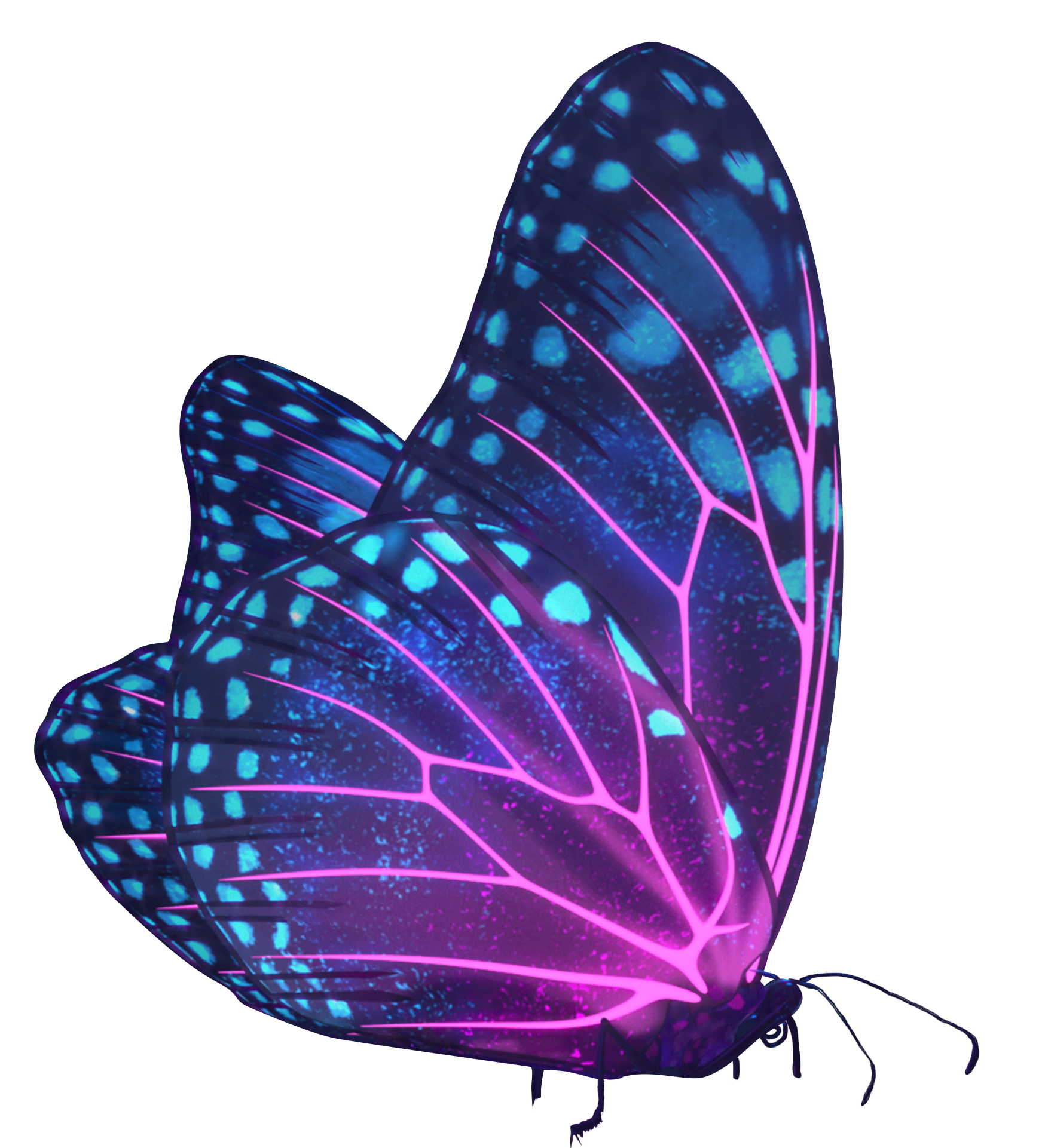 neon-butterfly