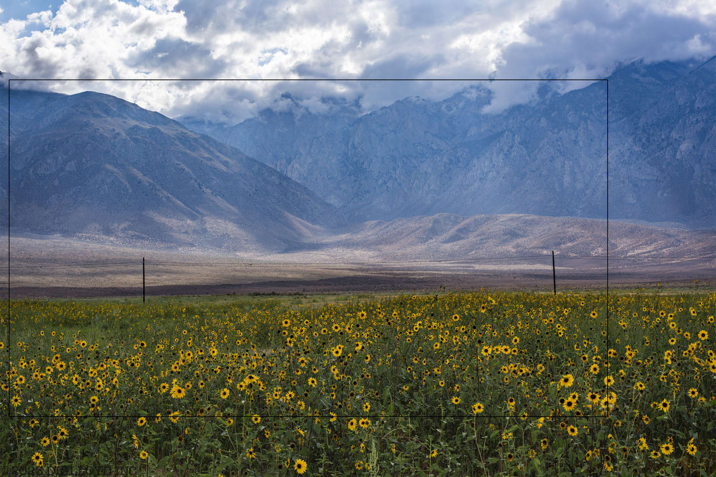 Year 2014: 7360 X 4912 = 36.1 megapixels, Nikon D810