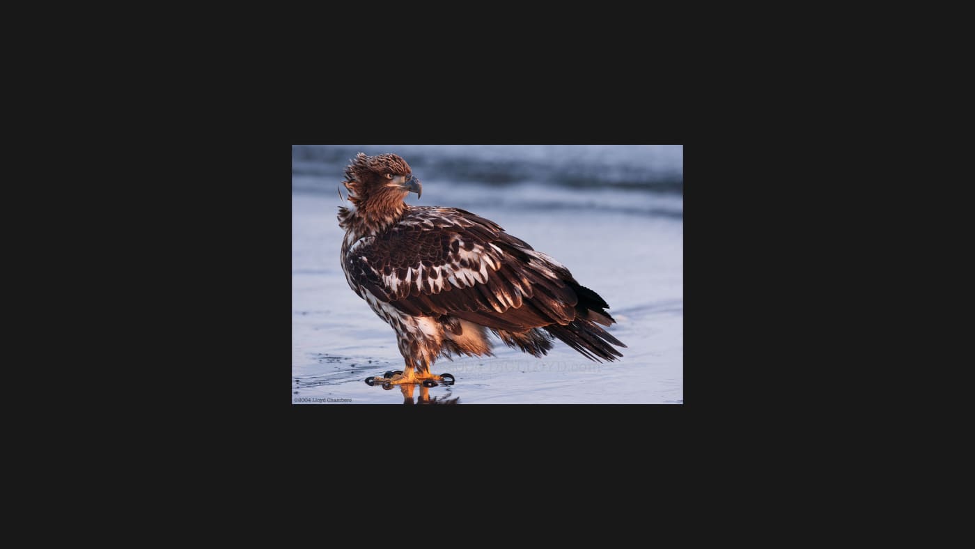 Year 2004: 2460 X 1308 = 3.3 megapixels, Nikon D2H