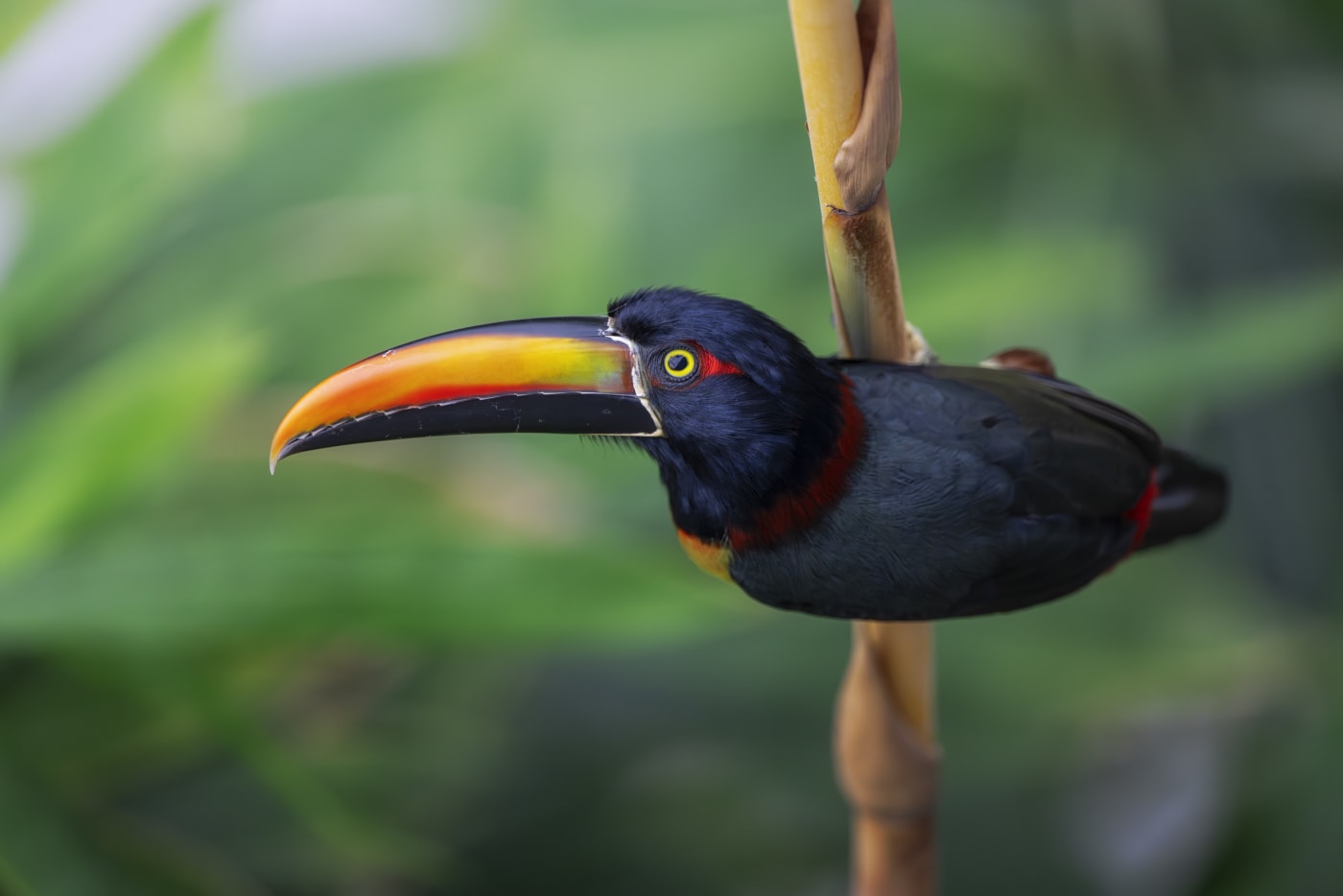 Photograph by Forest Barkdoll-Weil of a toucan perched on a branch, with its large colorful beak and dark plumage, set against a blurred green background.