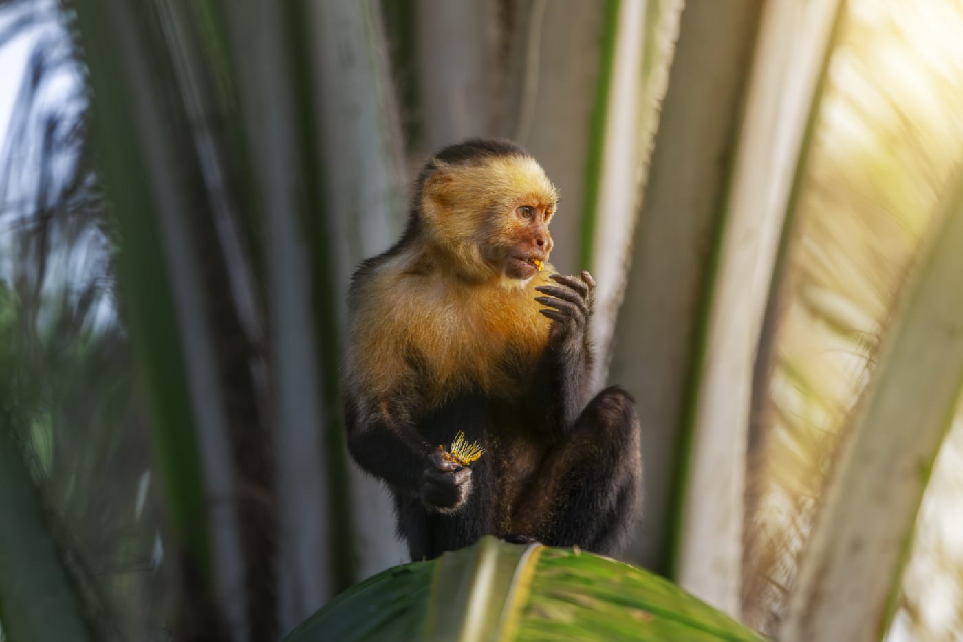 Photograph by Forest Barkdoll-Weil of a small monkey sitting on a leaf, holding a piece of fruit, against a backdrop of large tropical leaves.