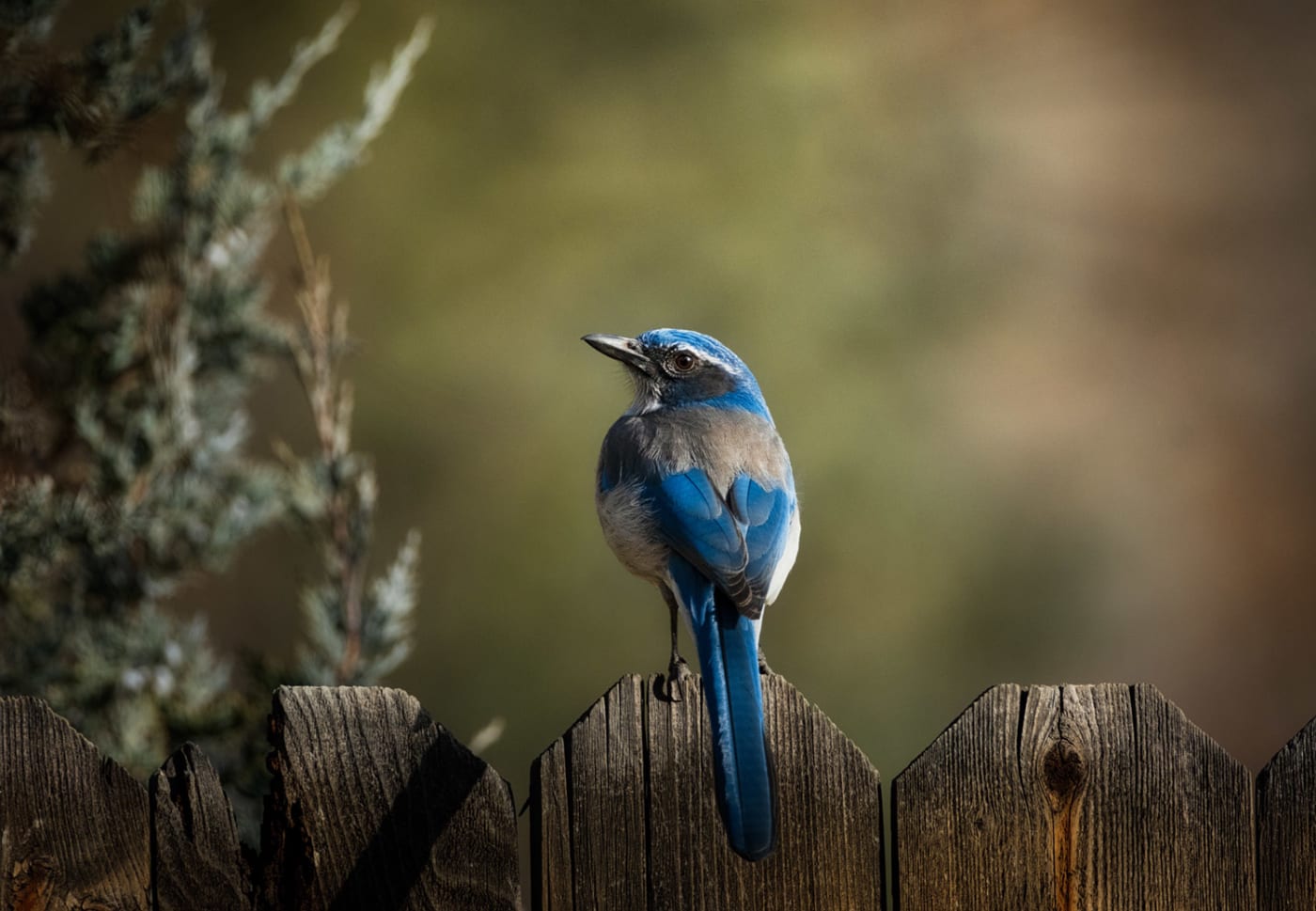 Photograph by Karen Hutton of a blue and gray bird perched on a wooden fence with soft, blurred greenery in the background.