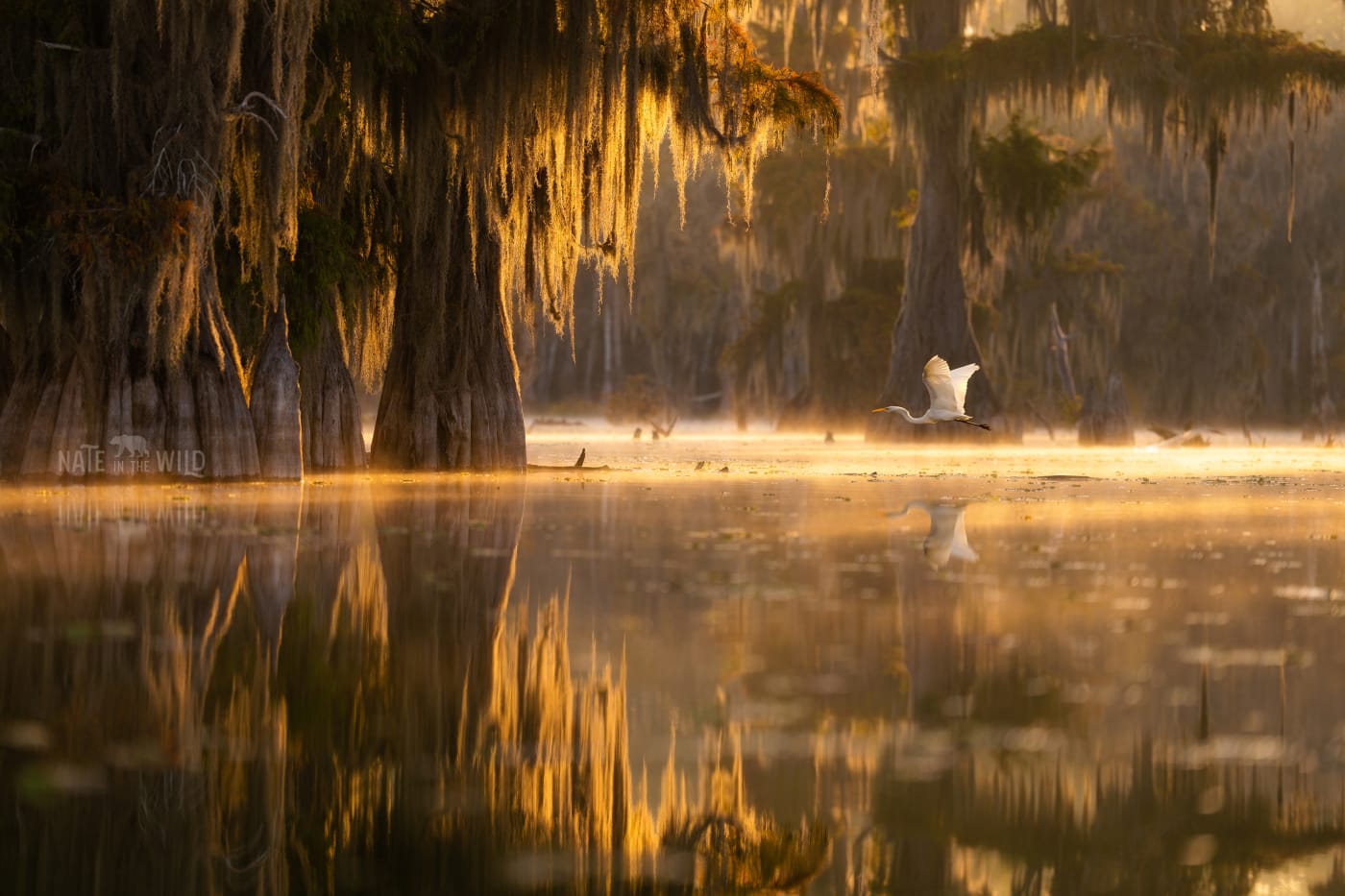 Image of a swamp with large cypress trees, draped in Spanish moss, reflecting on the still water as a white crane flies through the golden light.