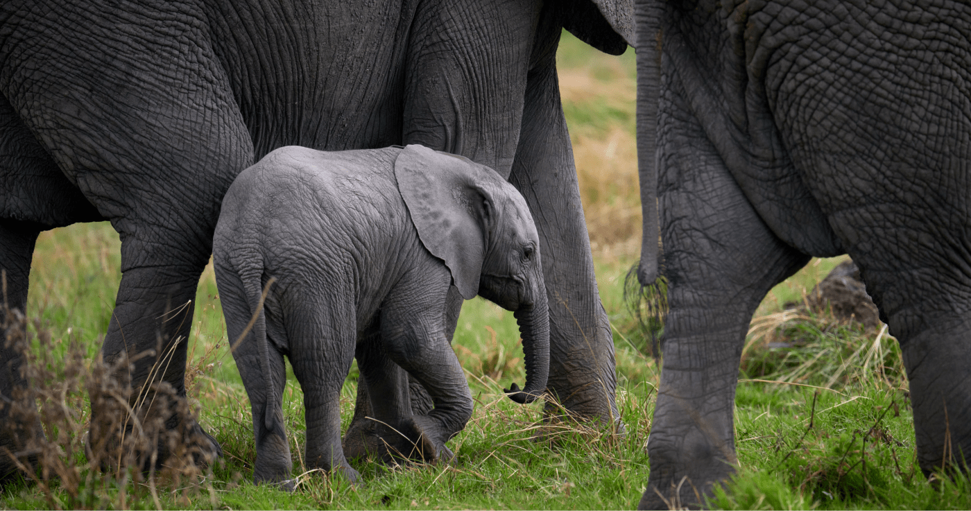 Photograph by McNally showing a baby elephant walking closely between adult elephants in a grassy field.