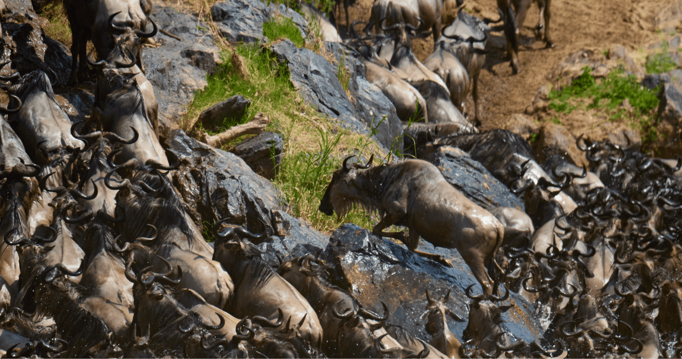 Photograph by McNally of a large herd of wildebeest crossing rocky terrain during a stampede, with one wildebeest leaping forward.
