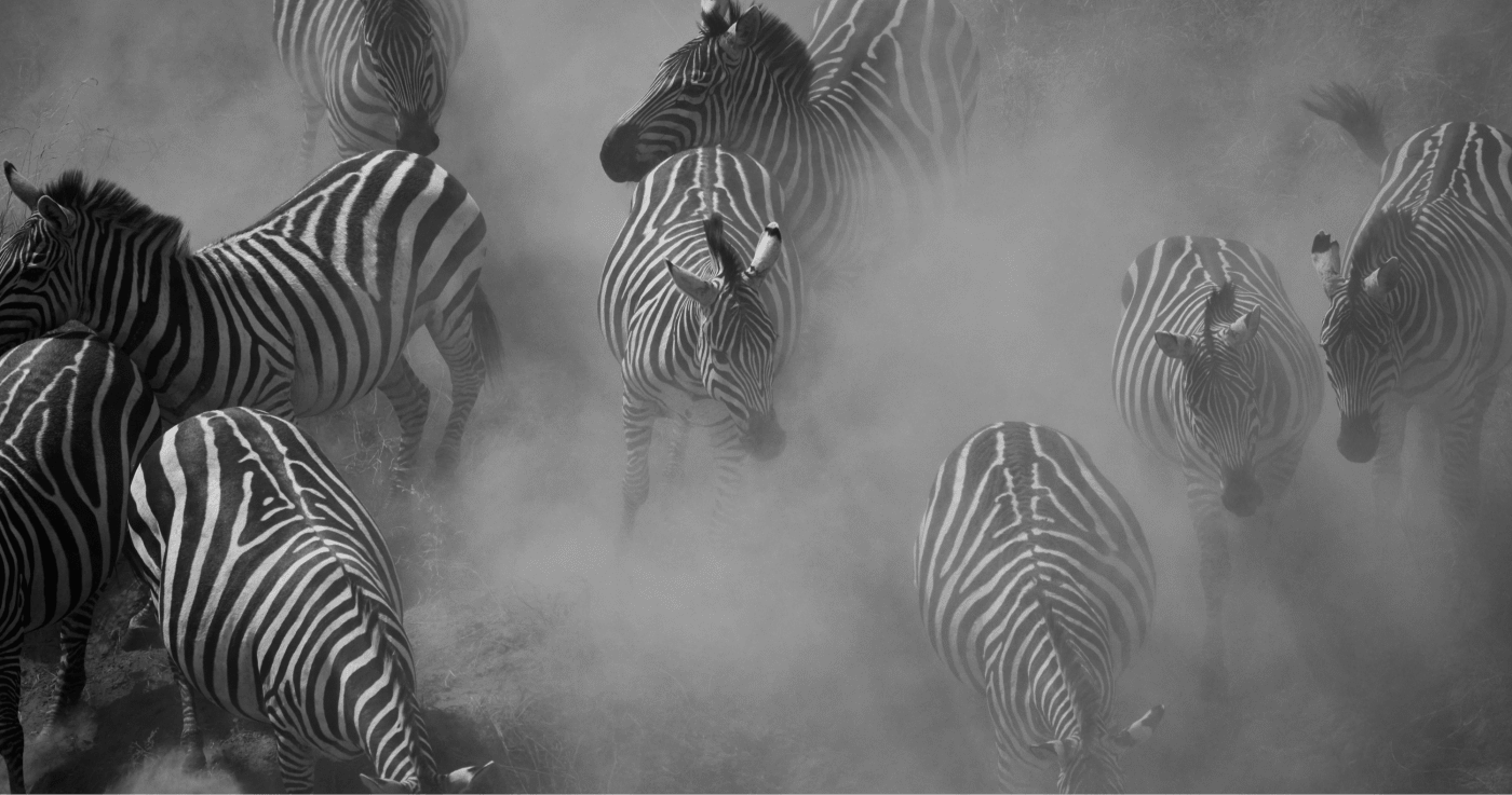 Black and white photograph by McNally showing a group of zebras moving through a dusty environment.
